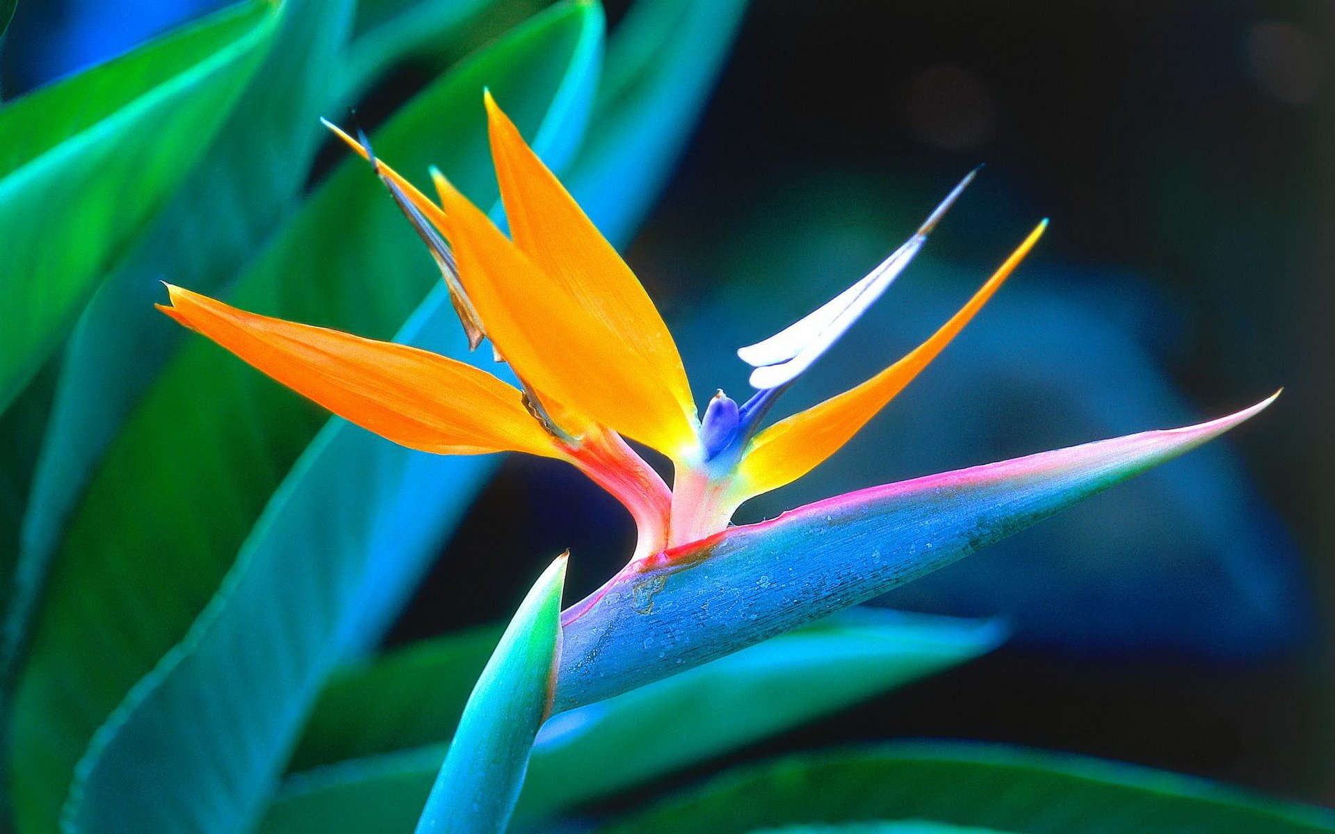 Bird of paradise HD Wallpapers and Backgrounds