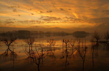 HD desktop wallpaper featuring calm water with tree silhouettes reflected at sunset, showcasing serene nature tones and a golden sky.