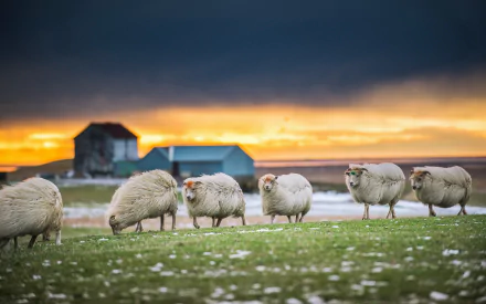Animal sheep HD Desktop Wallpaper | Background Image