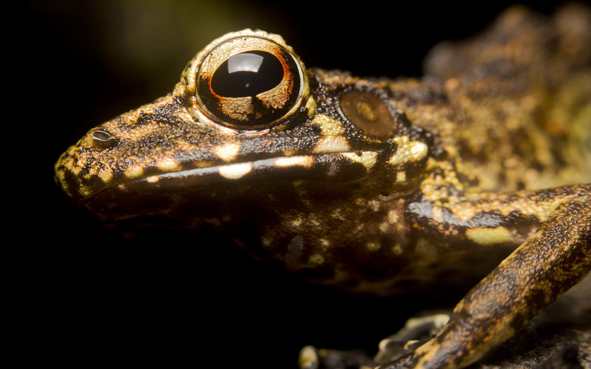 Download Animal Frog HD Wallpaper | 1920x1200 | Wallpaper Abyss