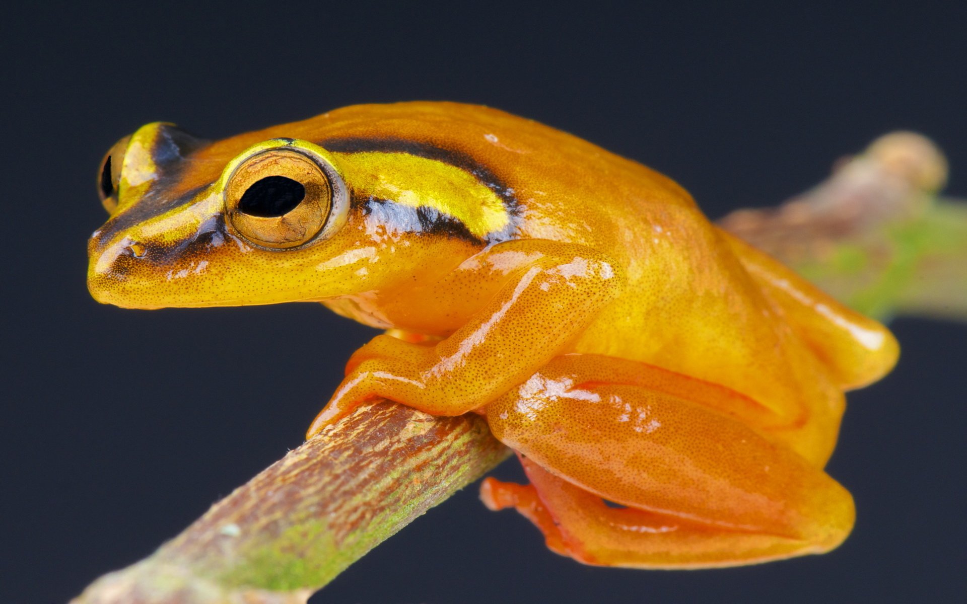 Download Animal Tree Frog HD Wallpaper