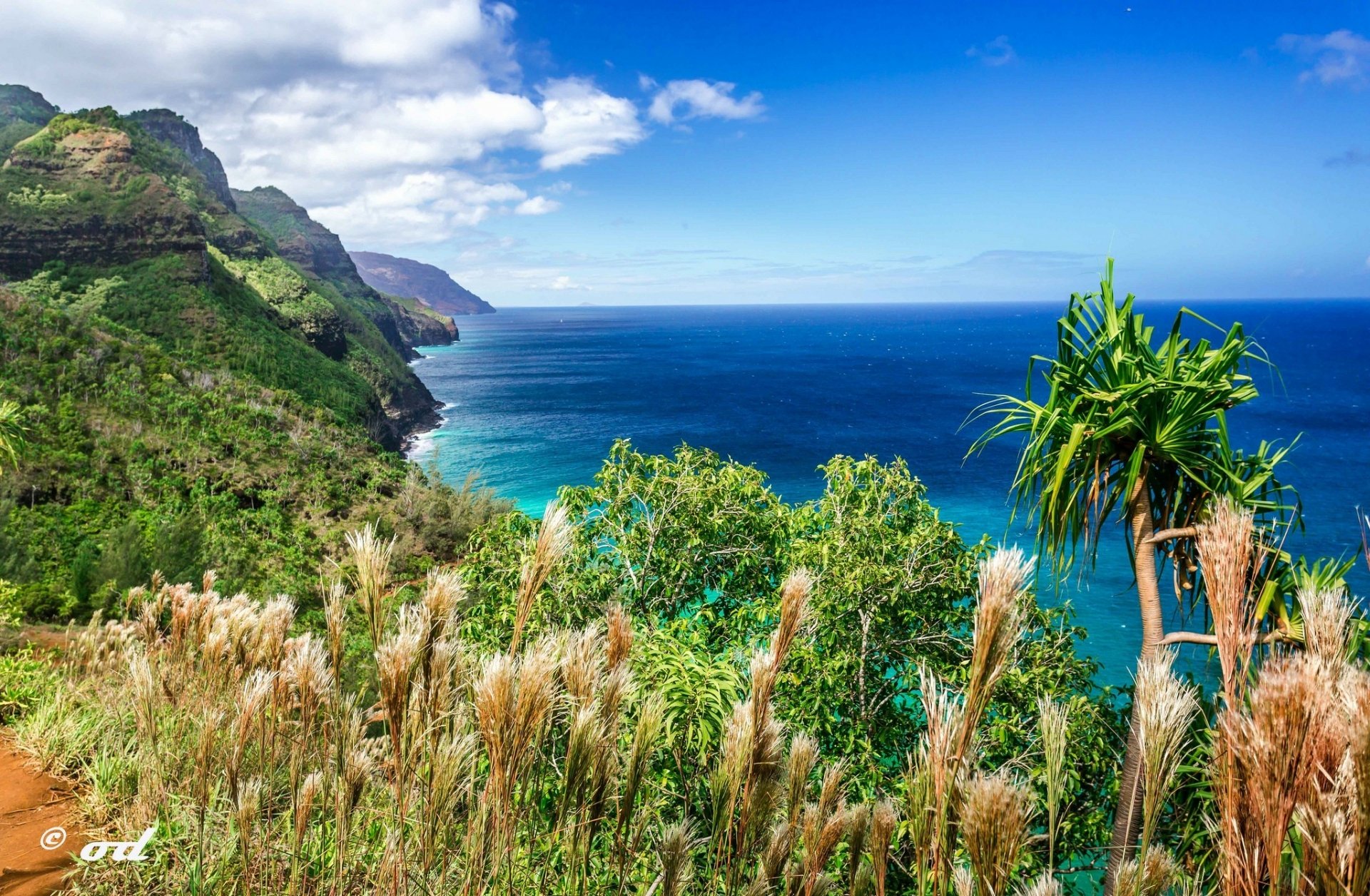 HD PC desktop wallpaper/background: a lush hill and seashore nature scene with coastal plants overlooking turquoise sea and sweeping coastline beneath a bright blue sky.