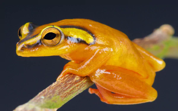 Animal tree frog HD Desktop Wallpaper | Background Image