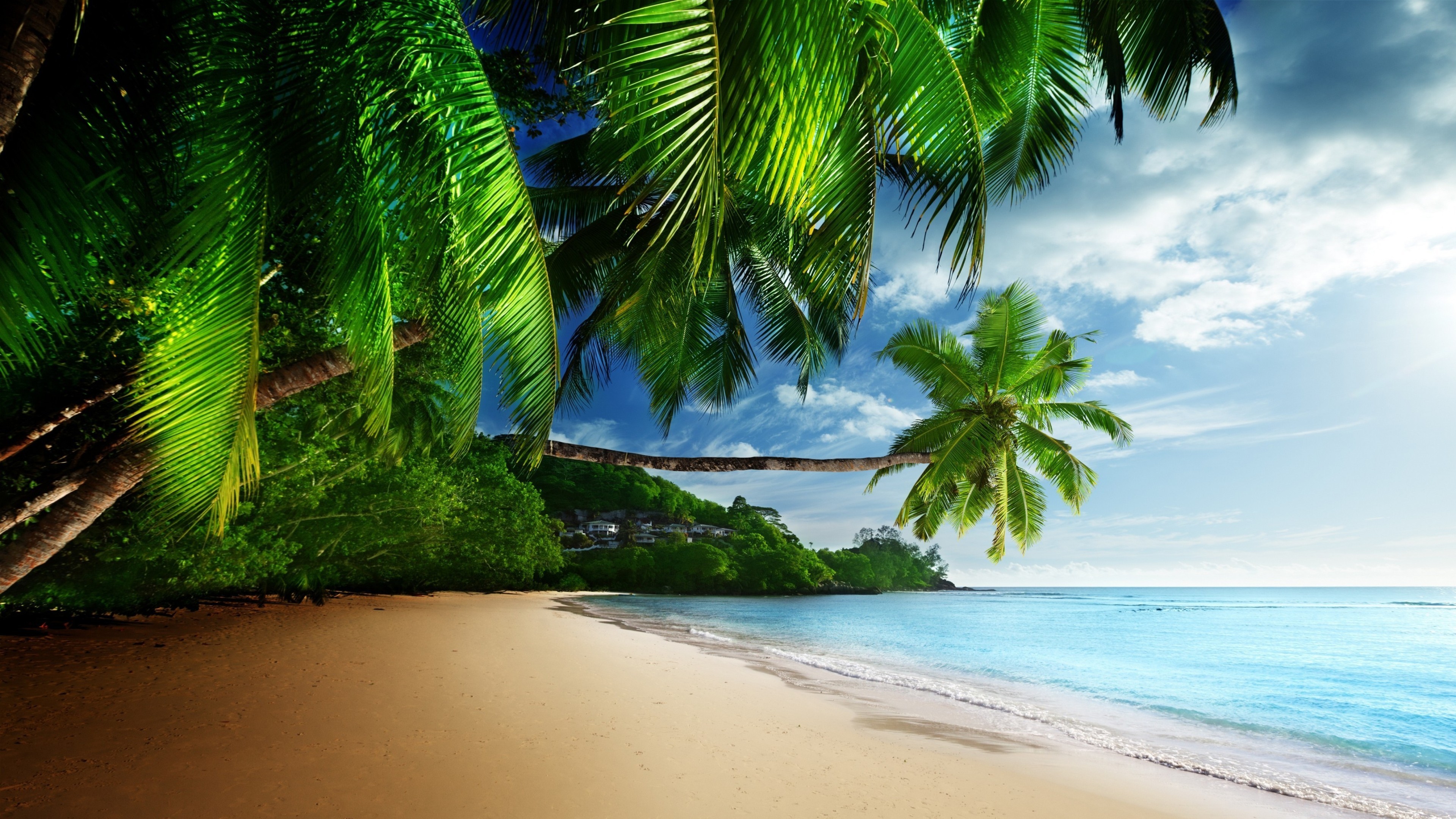 HD desktop wallpaper of a tropical beach with palm trees overhanging a serene, sandy shore by the clear blue ocean.