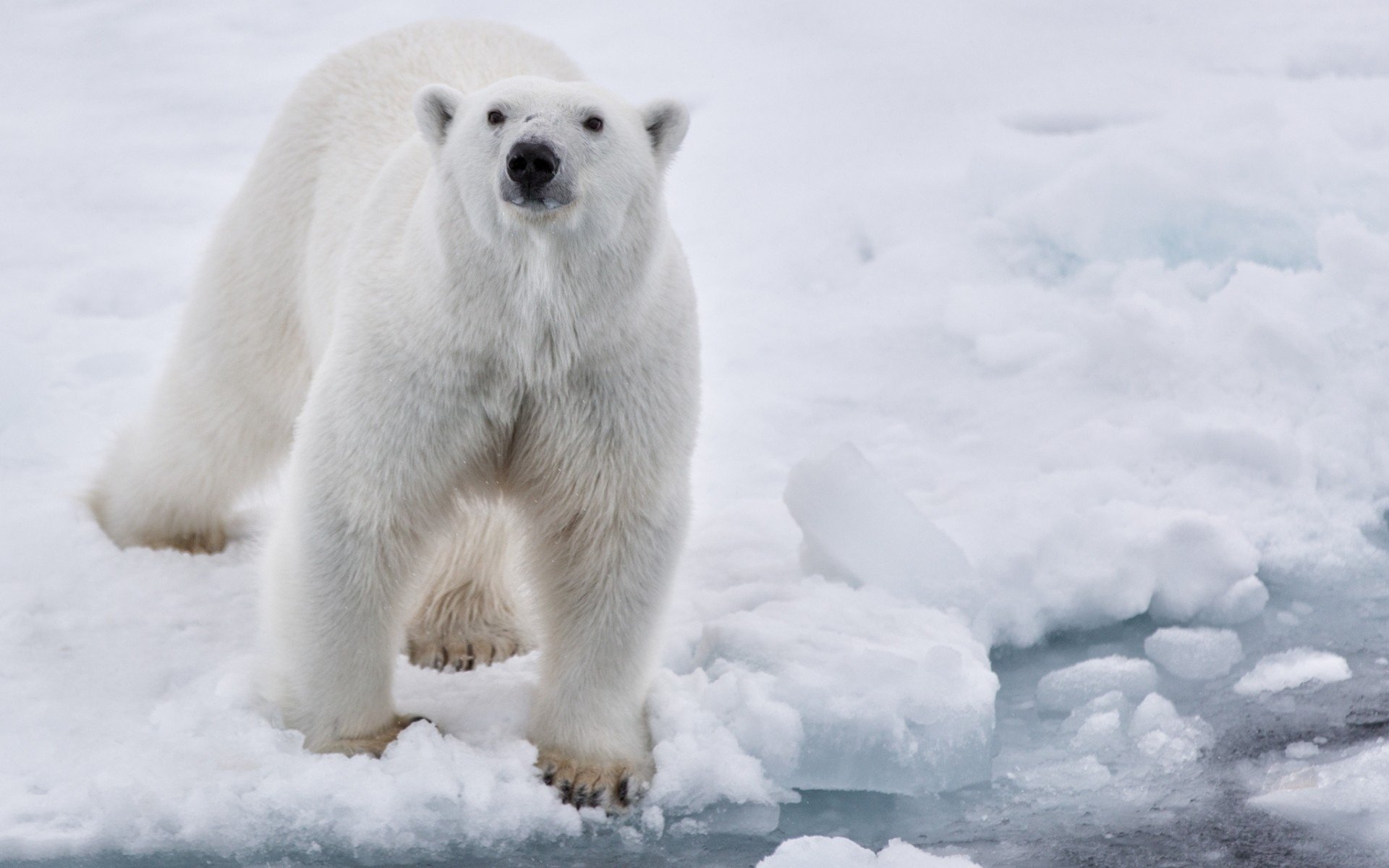 Download Animal Polar Bear HD Wallpaper