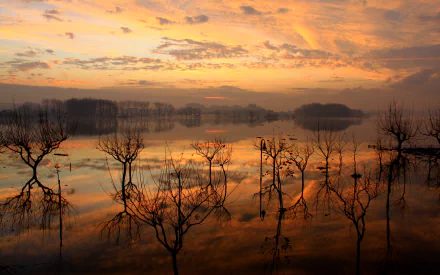 Nature, reflection — HD PC desktop wallpaper: golden sunset over a flooded forest, bare trees and distant islets mirrored in glassy water beneath dramatic clouds.