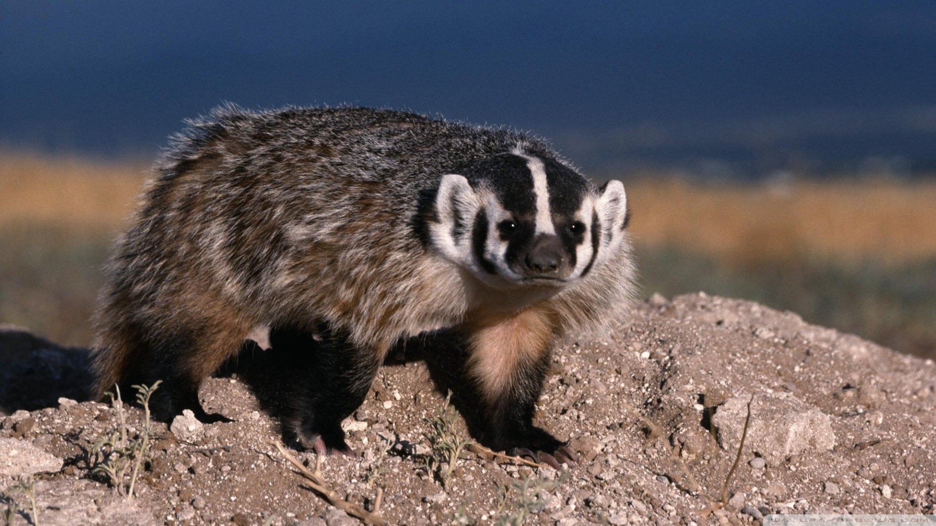 animal-badger-hd-wallpaper