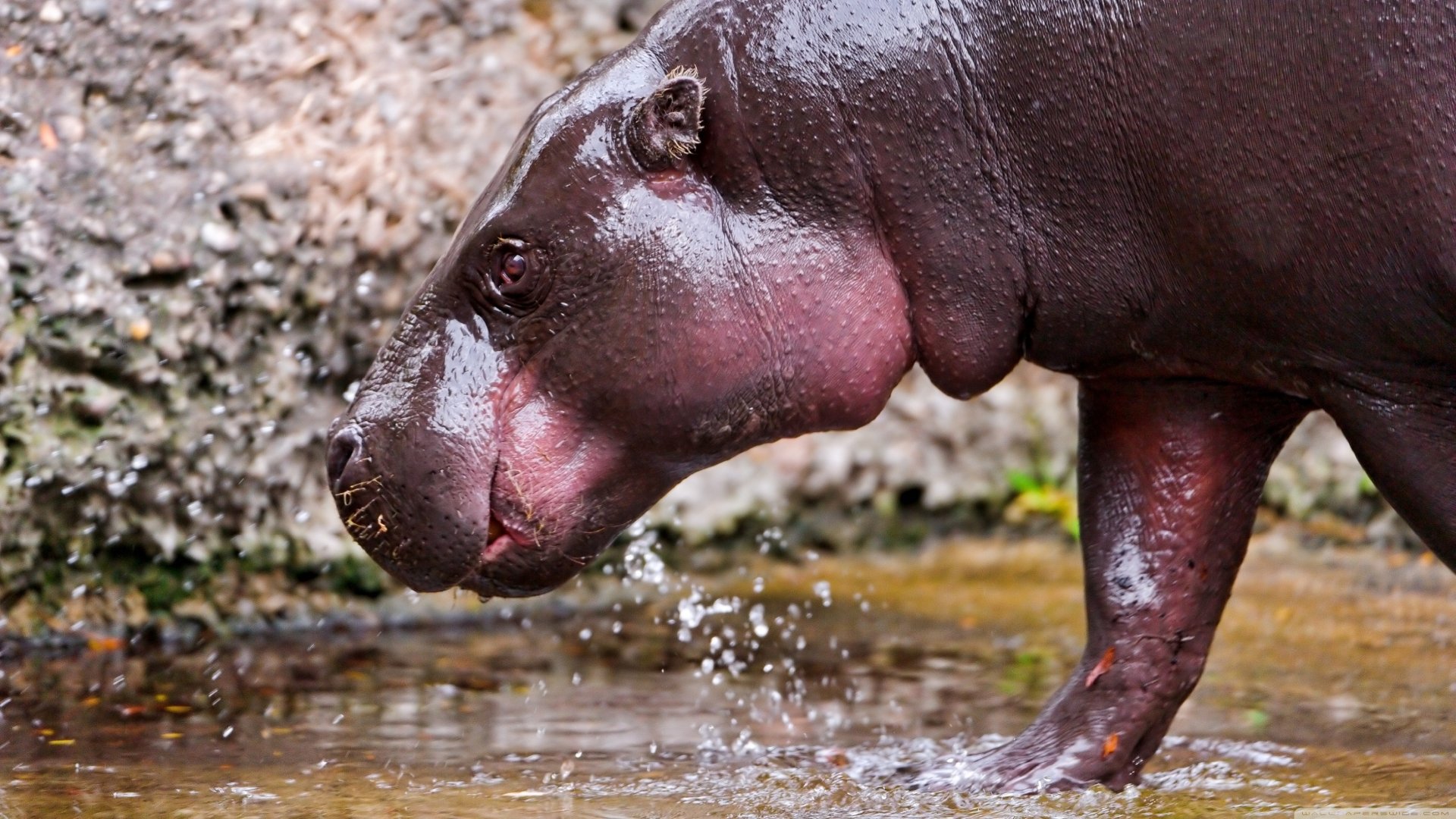 Hippo HD Wallpaper | Background Image | 3554x1999