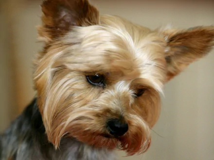 Close-up HD desktop wallpaper of a Yorkshire Terrier dog with soft fur and expressive eyes, capturing the charm of this small animal breed.