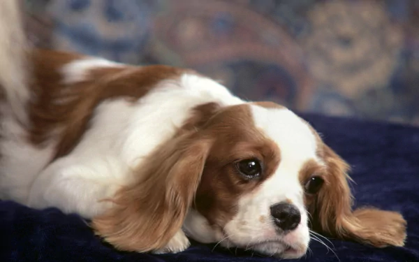 HD desktop wallpaper featuring a King Charles Spaniel dog lying on a blue fabric with a blurred tapestry background.