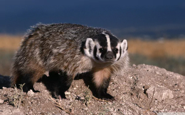 Animal badger HD Desktop Wallpaper | Background Image