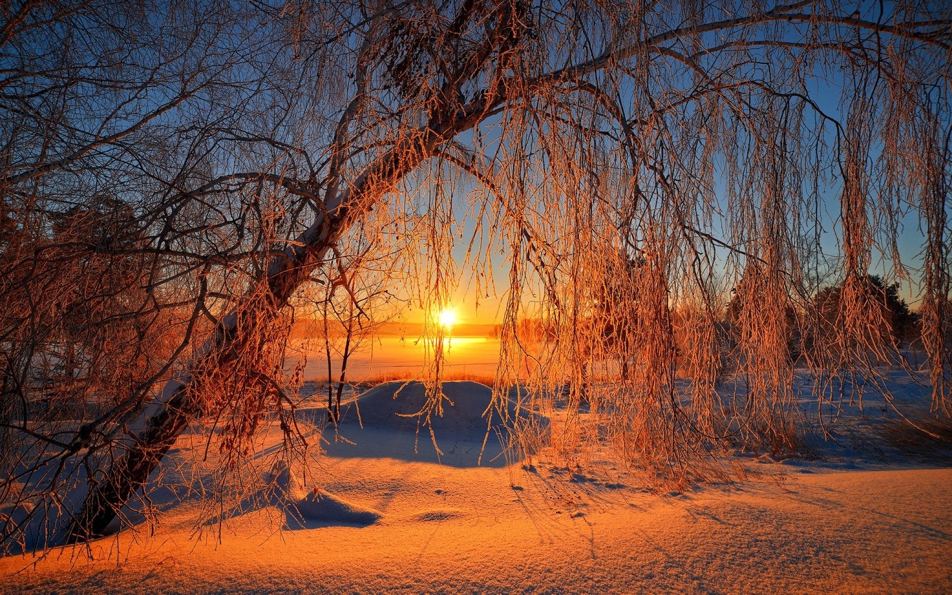 A serene sunrise illuminates a tranquil winter landscape, with frosty branches framing the golden light, creating a stunning HD backdrop for nature lovers.