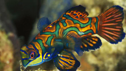 fish Animal mandarinfish HD Desktop Wallpaper | Background Image