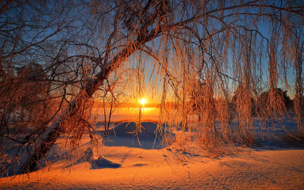 A serene sunrise illuminates a tranquil winter landscape, with frosty branches framing the golden light, creating a stunning HD backdrop for nature lovers.