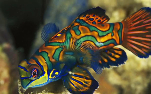 fish Animal mandarinfish HD Desktop Wallpaper | Background Image