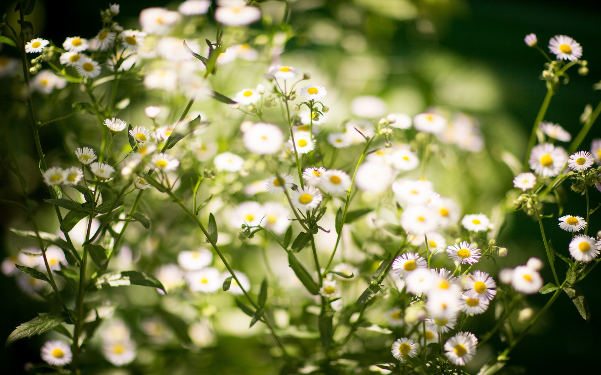 Nature Daisy HD Wallpaper