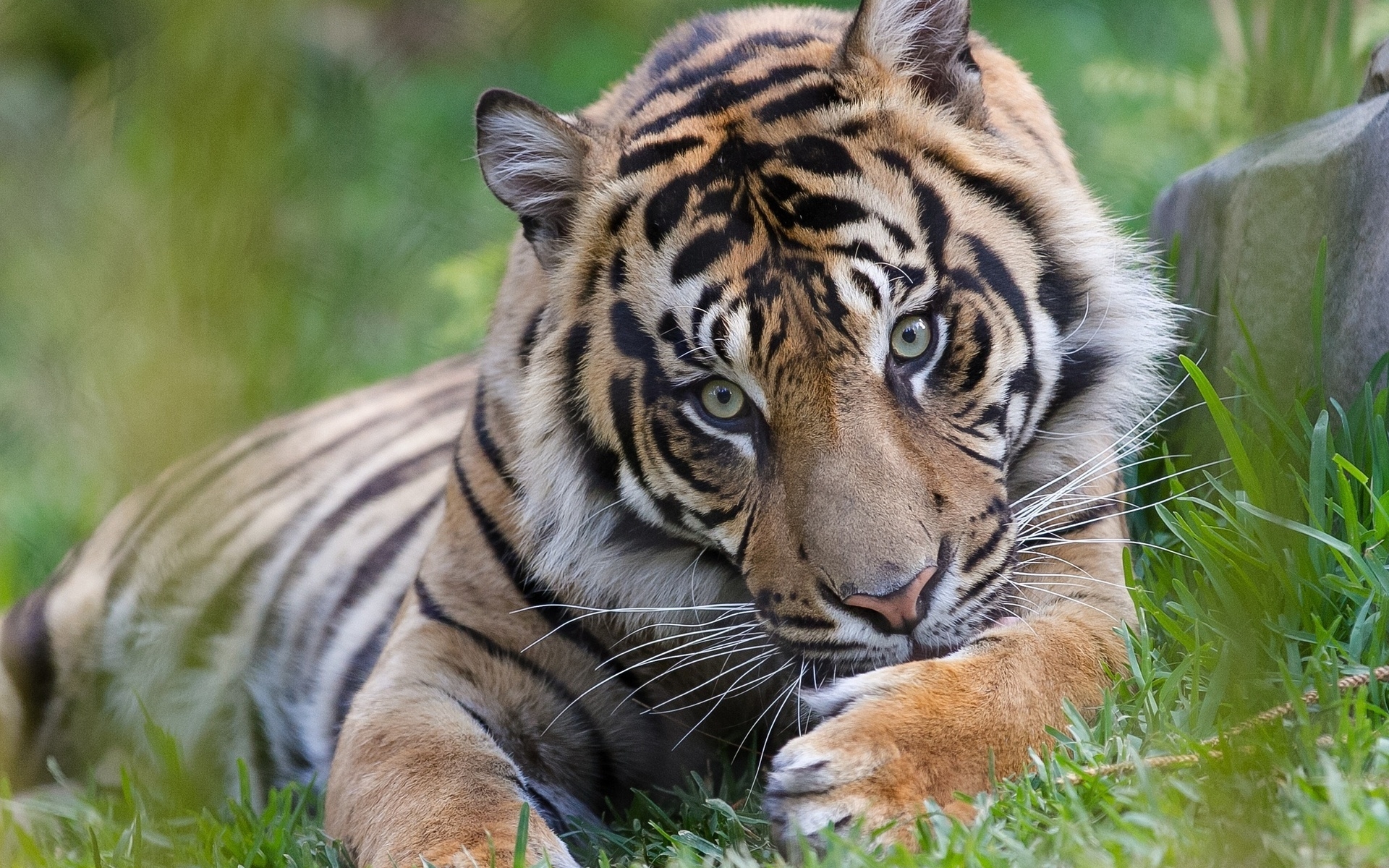 Download Animal Tiger HD Wallpaper