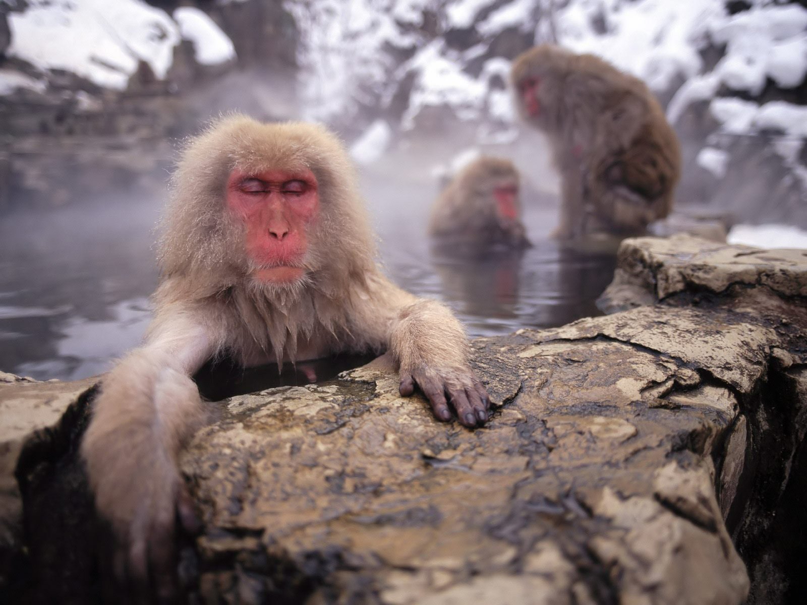 HD PC desktop wallpaper: an animal — Japanese macaque (snow monkey) relaxing on a rock by a steaming hot spring, other macaques soaking amid snowy rocks.