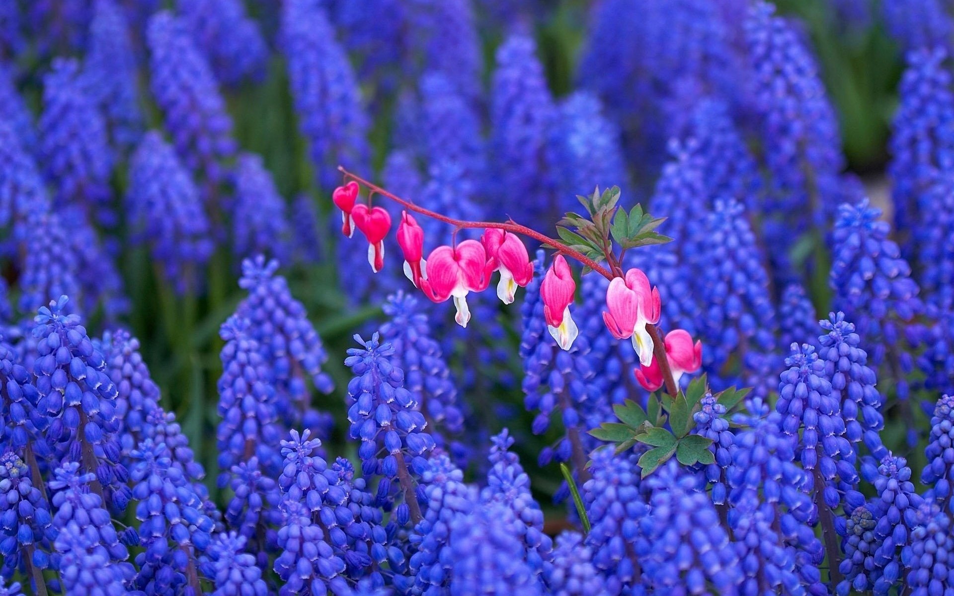HD PC desktop wallpaper background: a bleeding heart flower branch with pink heart-shaped blooms over a dense carpet of vivid purple grape hyacinths in nature.