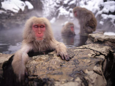 HD PC desktop wallpaper: an animal — Japanese macaque (snow monkey) relaxing on a rock by a steaming hot spring, other macaques soaking amid snowy rocks.