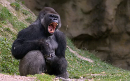 Animal gorilla HD Desktop Wallpaper | Background Image