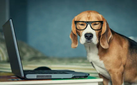 A beagle wearing glasses sits beside a laptop, exuding a quirky charm. This HD desktop wallpaper adds character to any screen background.