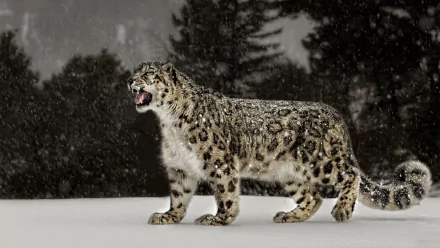 A striking snow leopard stands in a snowy landscape, showcasing its beautiful fur and fierce expression, perfect for an HD PC desktop wallpaper and background.