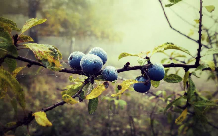 food blueberry HD Desktop Wallpaper | Background Image