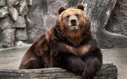 HD PC desktop wallpaper featuring a close-up of a brown bear resting its front paws on a wooden log against a rocky background.