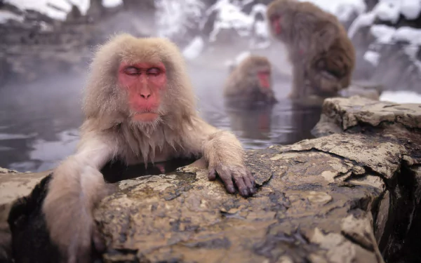 HD PC desktop wallpaper: an animal — Japanese macaque (snow monkey) relaxing on a rock by a steaming hot spring, other macaques soaking amid snowy rocks.
