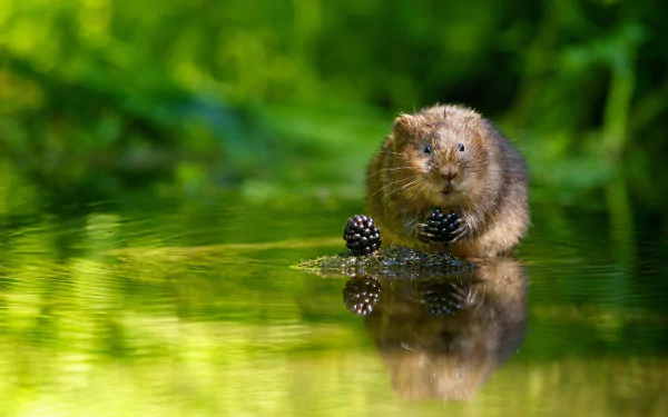 A marmot rodent gently holds blackberries while standing in shallow water, set against a vibrant green natural background in this HD desktop wallpaper.