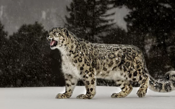 HD desktop wallpaper of a snow leopard standing in a snowy forest, showcasing its thick fur and distinctive rosette patterns under falling snowflakes.