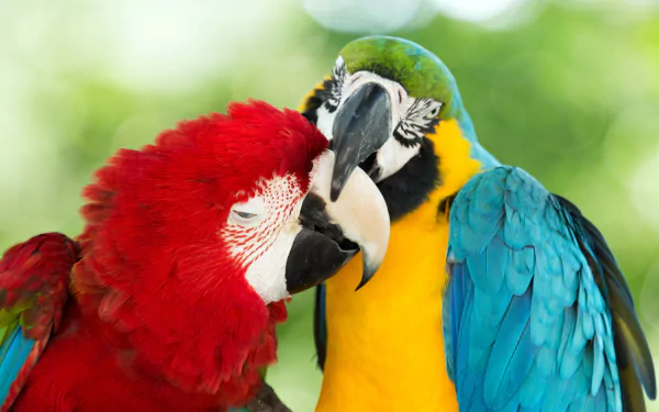 Close-up of a red-and-green macaw and a blue-and-yellow macaw in vibrant colors, captured in HD for a nature-themed PC desktop wallpaper background.