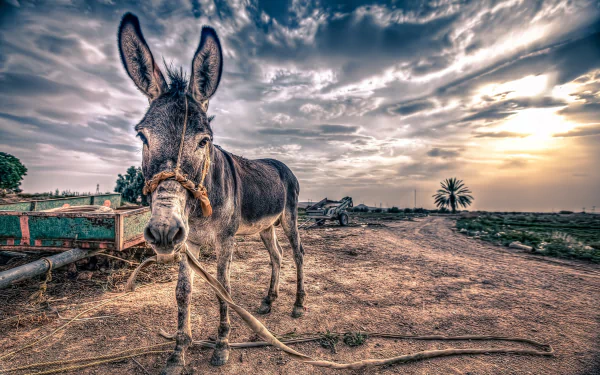 Animal M.U.L.E. HD Desktop Wallpaper | Background Image