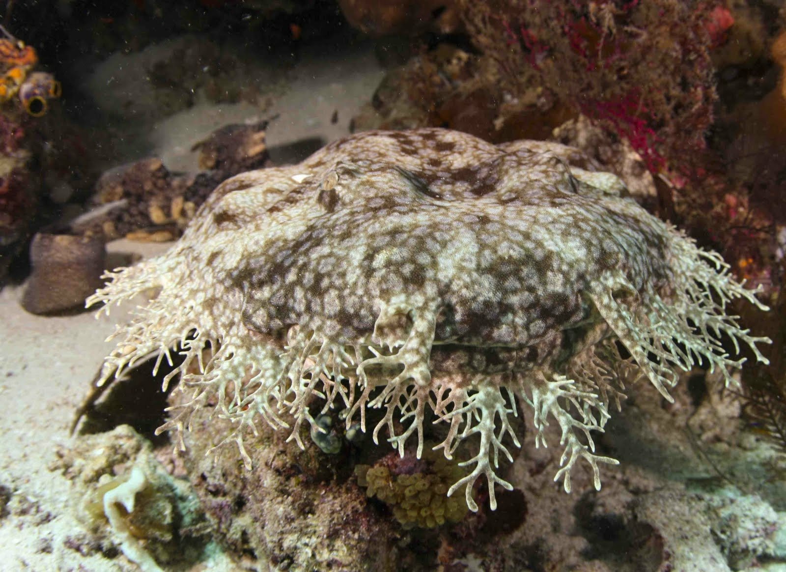 Download Animal Spotted Wobbegong Shark Wallpaper