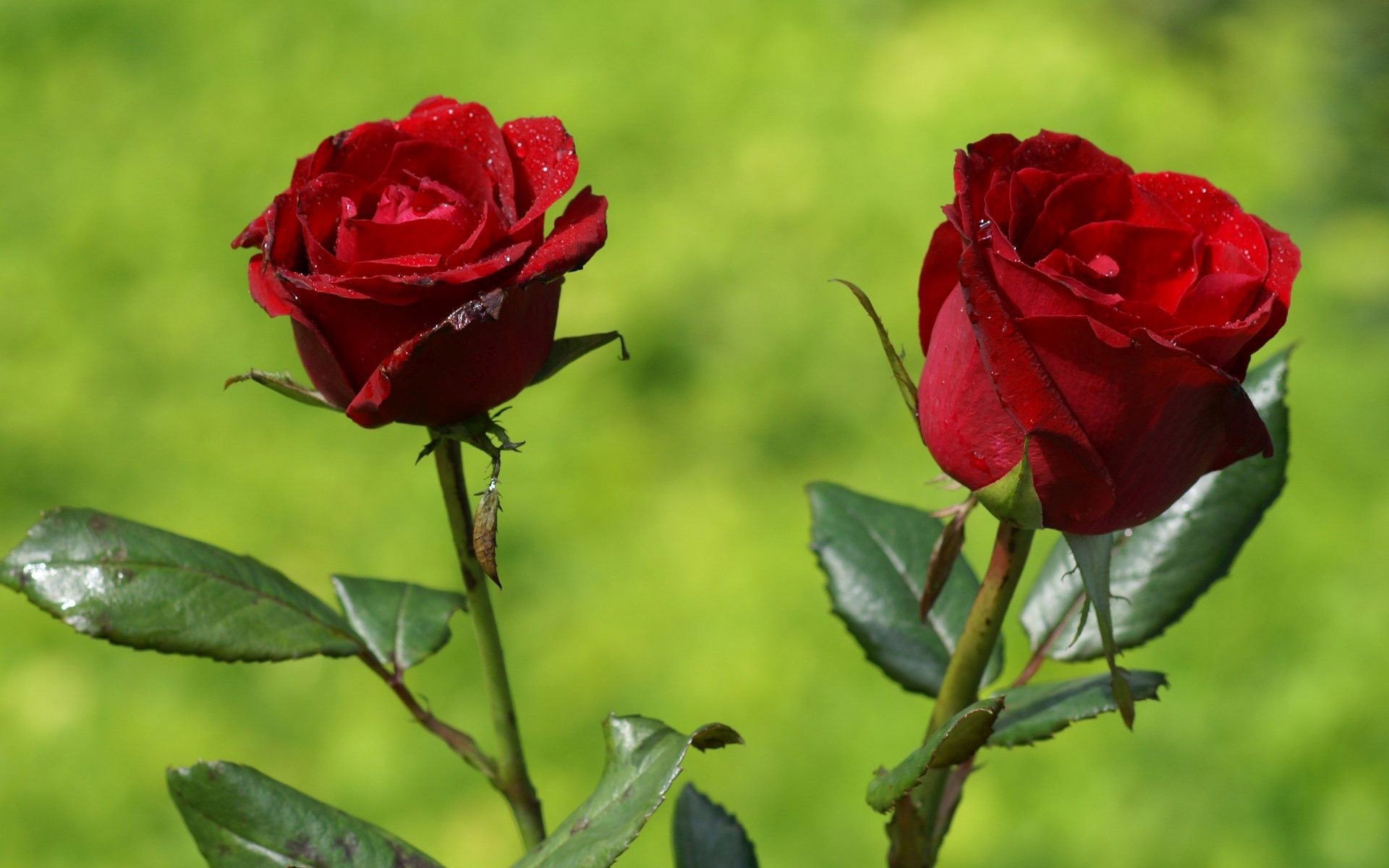 Download Flower Nature Rose HD Wallpaper | 1920x1200 | Wallpaper Abyss