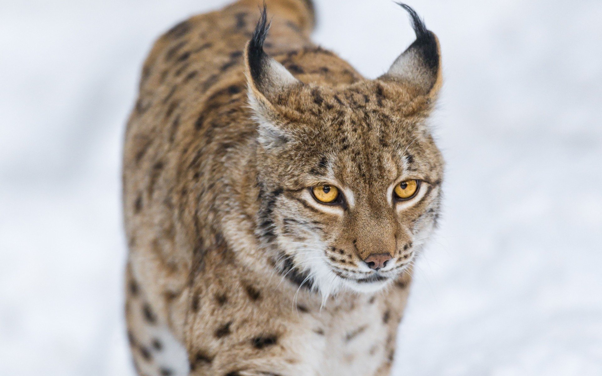 Lynx HD Wallpaper | Background Image | 1920x1200 | ID:530680