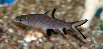 Silver fork‑tailed fish swimming over gravel, 2K Quad HD PC desktop wallpaper background — animal, fish.