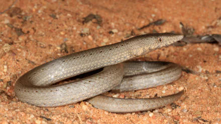 Animal Burton's legless lizard HD Desktop Wallpaper | Background Image