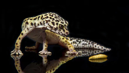 A close-up 4K Ultra HD image of a leopard gecko on a reflective black surface with a small yellow object nearby, designed as a PC desktop wallpaper.