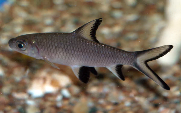 Silver fork‑tailed fish swimming over gravel, 2K Quad HD PC desktop wallpaper background — animal, fish.