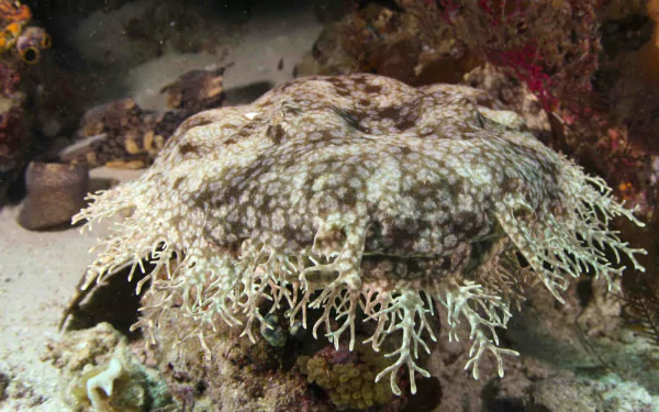 Animal Spotted Wobbegong Shark HD Desktop Wallpaper | Background Image