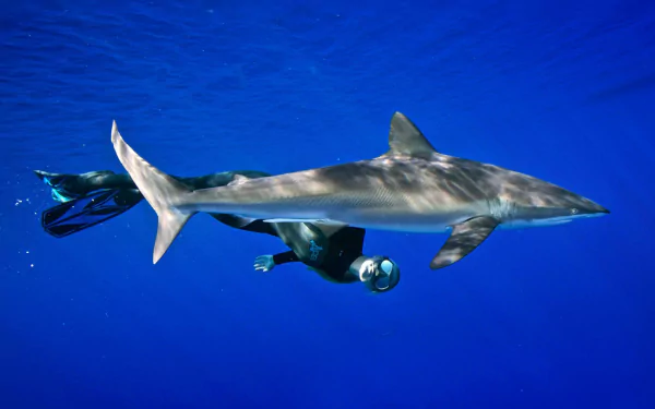 Animal tiger shark HD Desktop Wallpaper | Background Image