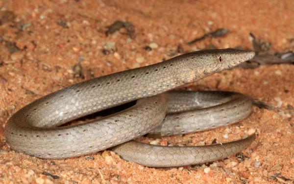 Animal Burton's legless lizard HD Desktop Wallpaper | Background Image