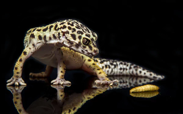 A close-up 4K Ultra HD image of a leopard gecko on a reflective black surface with a small yellow object nearby, designed as a PC desktop wallpaper.