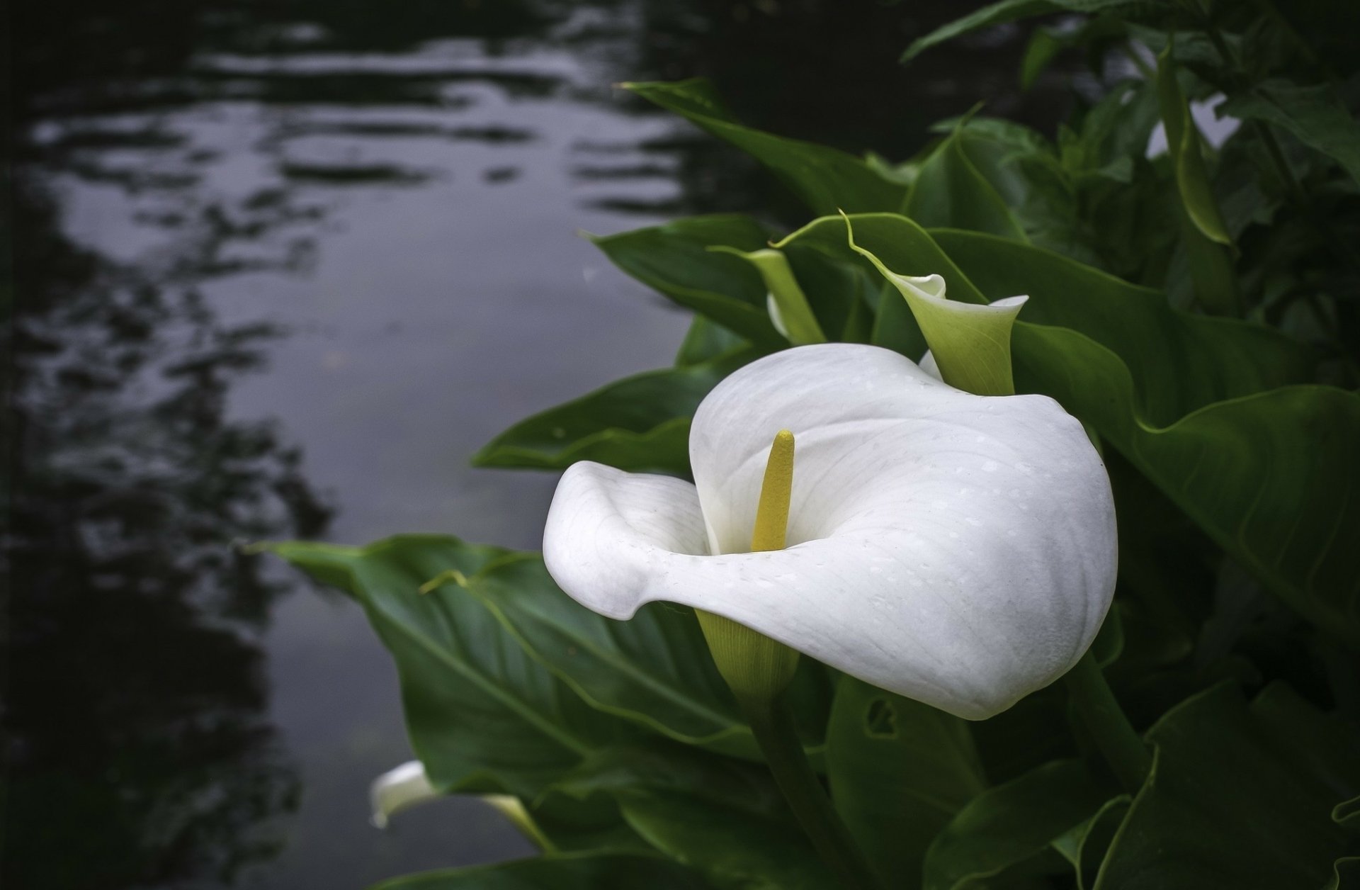 calla-full-hd-wallpaper-and-background-image-2048x1340-id-531394