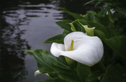 HD desktop wallpaper featuring a close-up of a white calla lily surrounded by green leaves with a calm water background, highlighting nature's elegance.