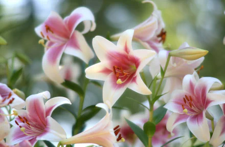 nature lily HD Desktop Wallpaper | Background Image