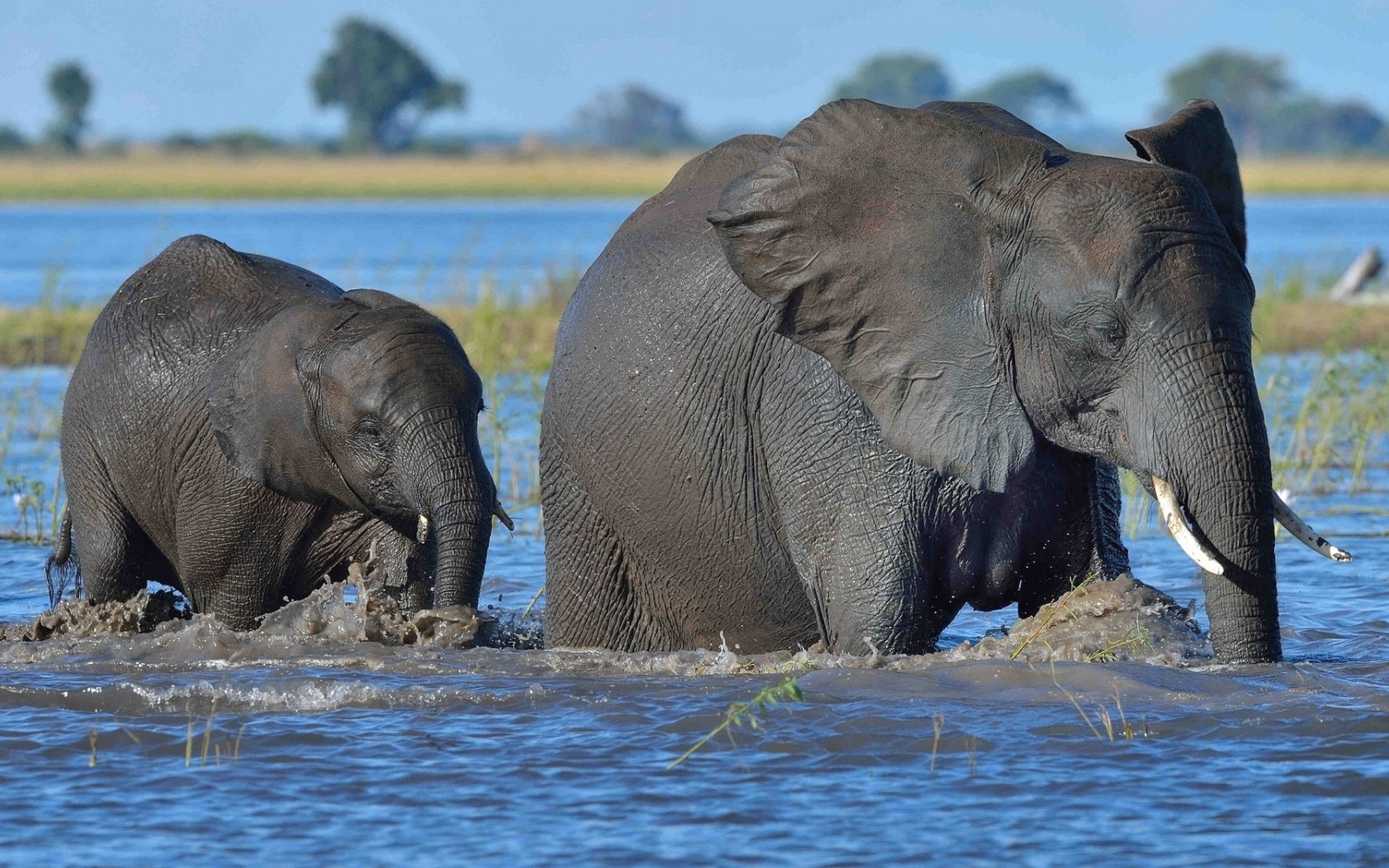 Download Animal African Bush Elephant HD Wallpaper