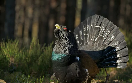 Animal turkey (bird) HD Desktop Wallpaper | Background Image